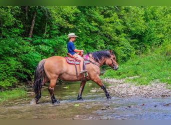 Caballo del fiordo noruego (Fjord), Yegua, 9 años, Buckskin/Bayo