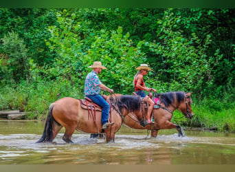 Caballo del fiordo noruego (Fjord), Yegua, 9 años, Buckskin/Bayo