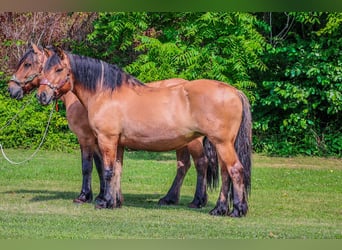 Caballo del fiordo noruego (Fjord), Yegua, 9 años, Buckskin/Bayo