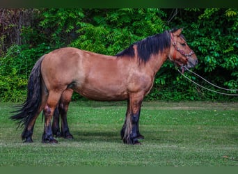 Caballo del fiordo noruego (Fjord), Yegua, 9 años, Buckskin/Bayo