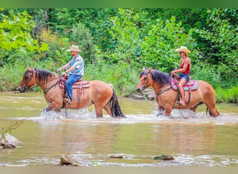 Caballo del fiordo noruego (Fjord), Yegua, 9 años, Buckskin/Bayo