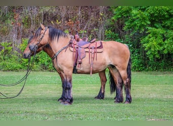 Caballo del fiordo noruego (Fjord), Yegua, 9 años, Buckskin/Bayo