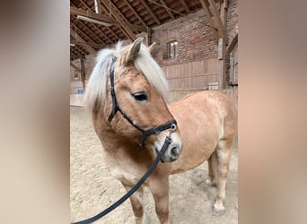 Caballo del fiordo noruego (Fjord) Mestizo, Caballo castrado, 10 años, 140 cm, Bayo