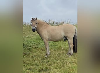 Caballo del fiordo noruego (Fjord), Caballo castrado, 10 años, 146 cm