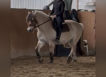 Caballo del fiordo noruego (Fjord), Caballo castrado, 10 años, 148 cm, Bayo