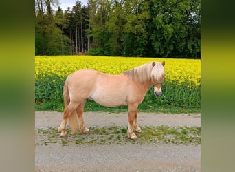 Caballo del fiordo noruego (Fjord) Mestizo, Caballo castrado, 11 años, 140 cm, Bayo