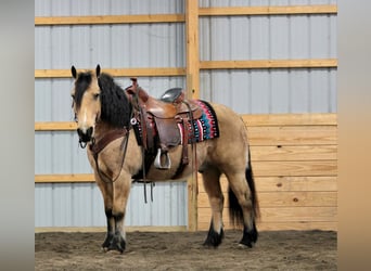 Caballo del fiordo noruego (Fjord) Mestizo, Caballo castrado, 12 años, 140 cm, Buckskin/Bayo