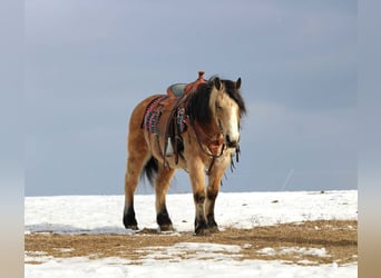 Caballo del fiordo noruego (Fjord) Mestizo, Caballo castrado, 13 años, 137 cm, Buckskin/Bayo