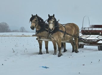 Caballo del fiordo noruego (Fjord) Mestizo, Caballo castrado, 13 años, 137 cm, Buckskin/Bayo