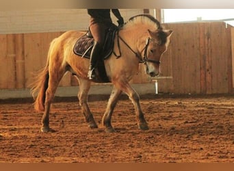 Caballo del fiordo noruego (Fjord), Caballo castrado, 13 años, 143 cm, Bayo