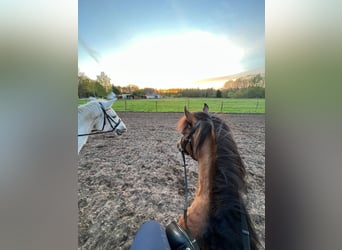 Caballo del fiordo noruego (Fjord) Mestizo, Caballo castrado, 14 años, 153 cm