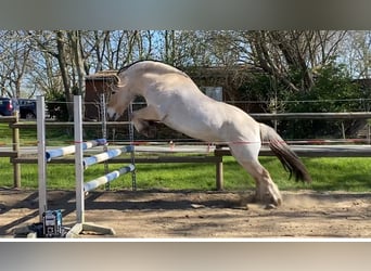Caballo del fiordo noruego (Fjord), Caballo castrado, 16 años, 150 cm, Bayo