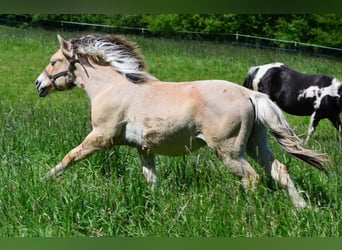 Caballo del fiordo noruego (Fjord), Caballo castrado, 1 año, 145 cm, Bayo
