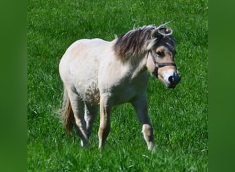Caballo del fiordo noruego (Fjord), Caballo castrado, 1 año, 145 cm, Bayo