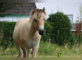 Caballo del fiordo noruego (Fjord), Caballo castrado, 1 año, 147 cm, Bayo