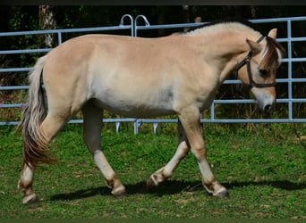 Caballo del fiordo noruego (Fjord), Caballo castrado, 1 año, 147 cm