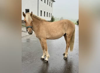 Caballo del fiordo noruego (Fjord), Caballo castrado, 2 años, 130 cm, Alazán