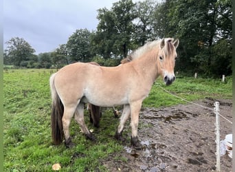 Caballo del fiordo noruego (Fjord), Caballo castrado, 2 años, 149 cm, Bayo