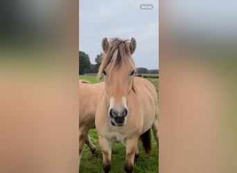 Caballo del fiordo noruego (Fjord), Caballo castrado, 2 años, 150 cm, Bayo