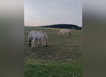 Caballo del fiordo noruego (Fjord), Caballo castrado, 2 años, Bayo