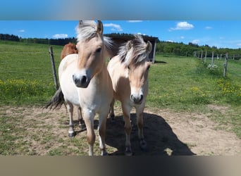 Caballo del fiordo noruego (Fjord), Caballo castrado, 2 años, Bayo