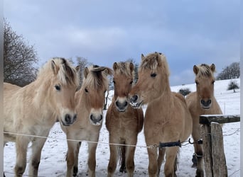 Caballo del fiordo noruego (Fjord), Caballo castrado, 2 años, Bayo