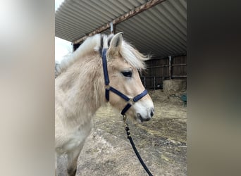 Caballo del fiordo noruego (Fjord), Caballo castrado, 2 años, Bayo