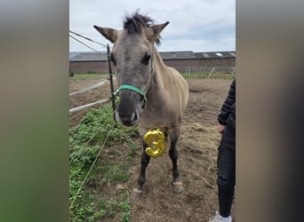 Caballo del fiordo noruego (Fjord) Mestizo, Caballo castrado, 3 años, 133 cm