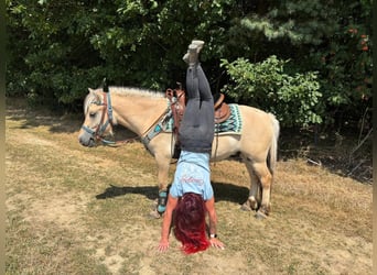 Caballo del fiordo noruego (Fjord), Caballo castrado, 3 años, 142 cm, Bayo
