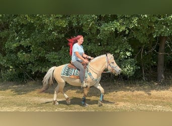 Caballo del fiordo noruego (Fjord), Caballo castrado, 3 años, 142 cm, Bayo