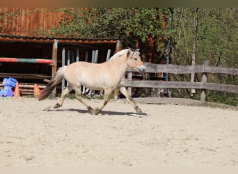 Caballo del fiordo noruego (Fjord), Caballo castrado, 3 años, 142 cm, Bayo