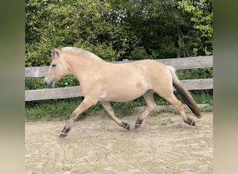 Caballo del fiordo noruego (Fjord), Caballo castrado, 3 años, 144 cm, Bayo