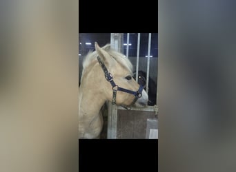 Caballo del fiordo noruego (Fjord), Caballo castrado, 3 años, 145 cm, Red Dun/Cervuno