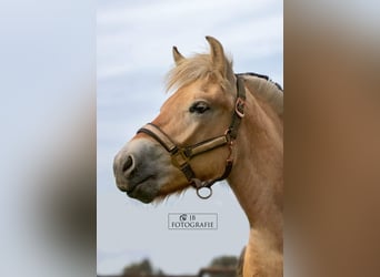 Caballo del fiordo noruego (Fjord), Caballo castrado, 3 años, 145 cm, Red Dun/Cervuno