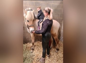 Caballo del fiordo noruego (Fjord), Caballo castrado, 3 años, 145 cm, Red Dun/Cervuno