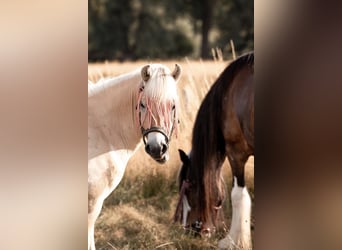 Caballo del fiordo noruego (Fjord), Caballo castrado, 3 años, 145 cm, Red Dun/Cervuno