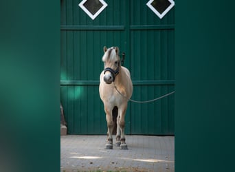 Caballo del fiordo noruego (Fjord), Caballo castrado, 3 años, 147 cm, Bayo