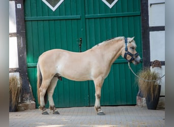 Caballo del fiordo noruego (Fjord), Caballo castrado, 3 años, 147 cm, Bayo