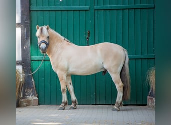 Caballo del fiordo noruego (Fjord), Caballo castrado, 3 años, 147 cm, Bayo