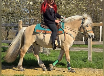 Caballo del fiordo noruego (Fjord), Caballo castrado, 3 años, 148 cm, Bayo