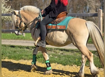 Caballo del fiordo noruego (Fjord), Caballo castrado, 3 años, 148 cm, Bayo