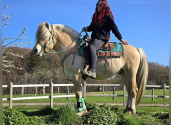 Caballo del fiordo noruego (Fjord), Caballo castrado, 3 años, 148 cm, Bayo