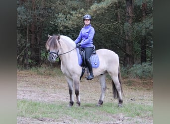 Caballo del fiordo noruego (Fjord), Caballo castrado, 3 años, 149 cm