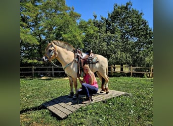 Caballo del fiordo noruego (Fjord), Caballo castrado, 3 años, 150 cm, Bayo