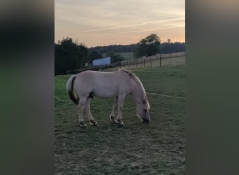 Caballo del fiordo noruego (Fjord), Caballo castrado, 3 años, Bayo