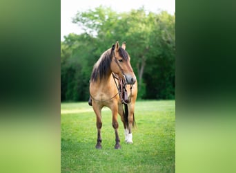 Caballo del fiordo noruego (Fjord) Mestizo, Caballo castrado, 3 años, Bayo