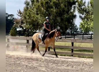 Caballo del fiordo noruego (Fjord) Mestizo, Caballo castrado, 3 años, Bayo