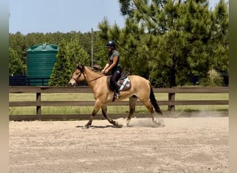 Caballo del fiordo noruego (Fjord) Mestizo, Caballo castrado, 3 años, Bayo