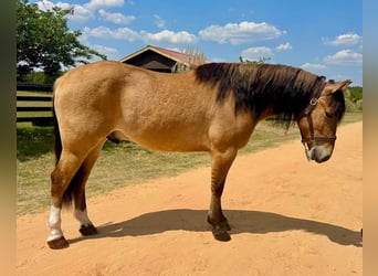 Caballo del fiordo noruego (Fjord) Mestizo, Caballo castrado, 3 años, Bayo