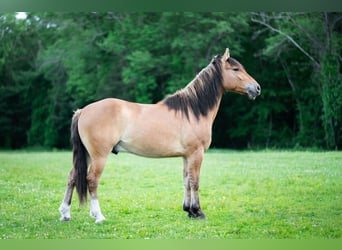 Caballo del fiordo noruego (Fjord) Mestizo, Caballo castrado, 3 años, Bayo